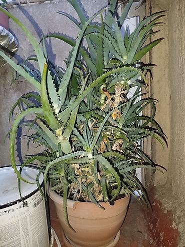 gəlin şəkilləri: Aloe vera (sukkulent) – iri, sıx pöhrəli ev bitkisi - Növ: Aloe vera — 1