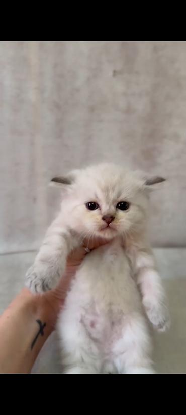 Кошки: Ragdol British cins bebelerimiz satılır 3dene ağ erkekdi- qara olan — 6