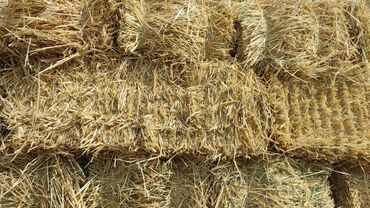 наполнитель для животных: Тюки соломы (прямоугольные) - Плотно прессованные тюки из сухой