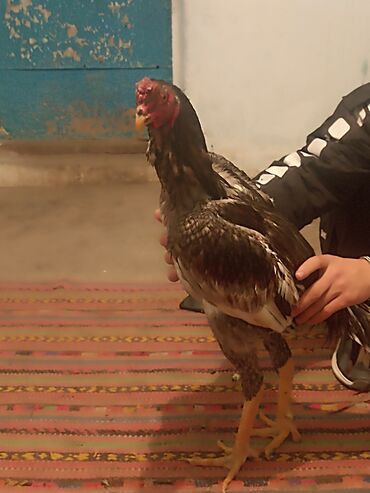 Куры, петухи: Продаю | Петух | Бойцовая | Для разведения — 9