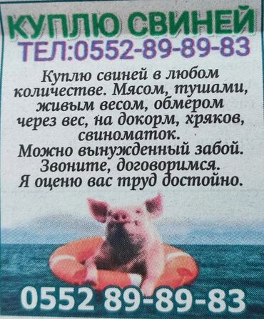 спец куртка: КУПЛЮ СВИНЕЙ В ЛЮБОМ КОЛИЧЕСТВЕ НА МЯСО НА ДАРОСТ МОЖНО ВЫНУЖДЕННЫЙ