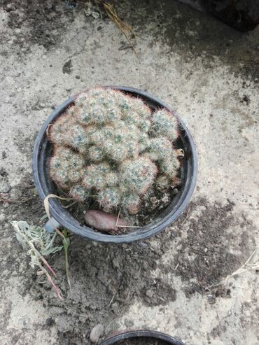 Other Houseplants: Kaktus