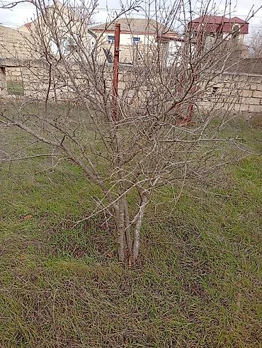meyvə ağaclarının satışı: Satılır. Bakı üzüm sarı . birde nar ağacı . ikisidə şit torpaq — 5