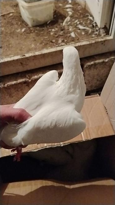lalafo goyercin satisi: Ev göyərcinleri tek tek gotren olsa Ayr qiymet olacay hamsn gotren — 8