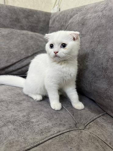 bengal pisik: Şotland yastı qulaq, Dişi — 8