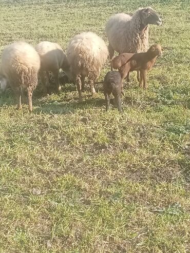 Qoyunlar, qoçlar: 1ci 2ci 4cü qardilar 470 deylir balali cidi şexsler zeng vursun -da lalafo.az — 3 Qoyunlar, qoçlar: 1ci 2ci 4cü qardilar 470 deylir balali cidi şexsler zeng vursun — 3