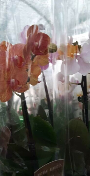 Ostale kućne biljke: Orhideje