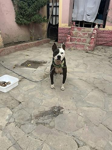 dişi it adlari azeri: Pitbul, 3 il, Dişi, Ünvandan götürmə — 4