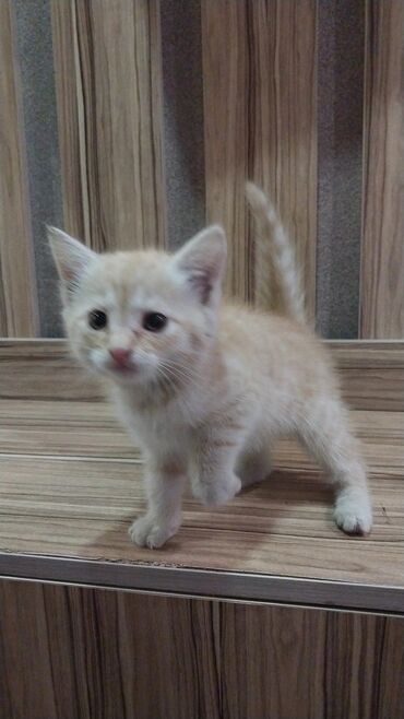 персидский кот цена: Даром отдаю кошку из за переезда кошка спокойная игривая