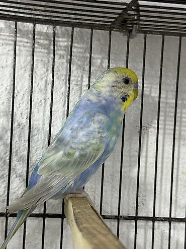 star qusu: Rainbow cüt Belə rənglər retki düşür Tam saglam .Gözəl qullq olunur — 5