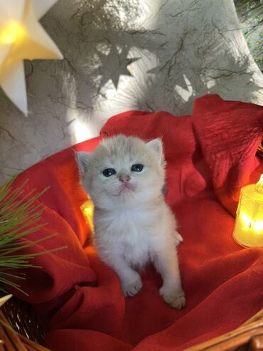 Pişiklər: Britan, Erkək, Dişi — 18