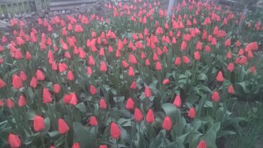 цветы для сада бишкек: Семена и саженцы Тюльпанов, Бесплатная доставка