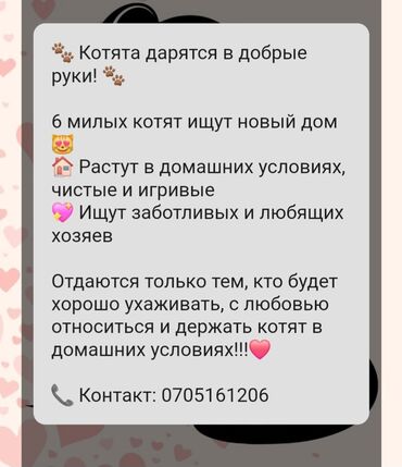 сеператор для биогумуса: Мы отдаём котят только в заботливые руки! Важно быть на связи после