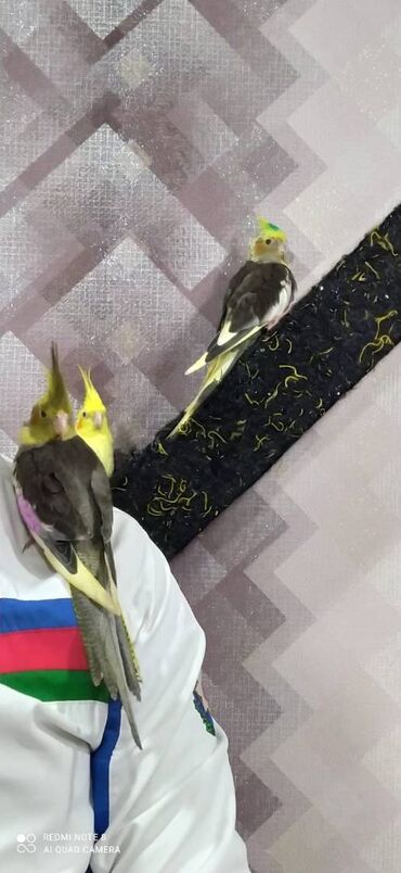 Tutuquşları: Diqqet quslarin altinin ve yerinin temizliyine fikir verin — 14