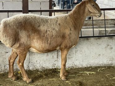 голуби жвотный: Продаю | Овца (самка) | Арашан | Для разведения | Котные, Матка