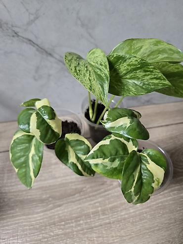 Филодендроны: Сциндапсусы,сансевиерии,сингониум Ред спот,сингиниум пинк бьюти — 9