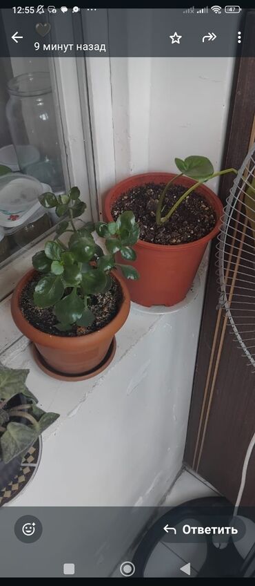 Otaq bitkiləri: Məhsul: Otaq gülləri (saksıda) Təsvir: - Şəkillərdə müxtəlif — 17