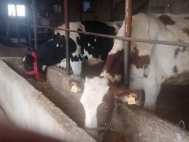 Коровы, быки: Продаю | Корова (самка) | Для молока | Привязанные — 1