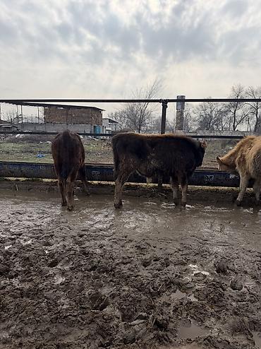 Коровы, быки: Продаю | Бык (самец) at lalafo.kg — 9 Коровы, быки: Продаю | Бык (самец) — 9