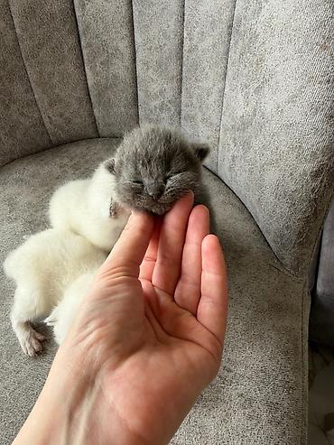 Pişiklər: Şotland yastı qulaq — 3