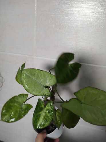 Отдам даром: Отдам за каждый срез растения 2 кг сахара — 3