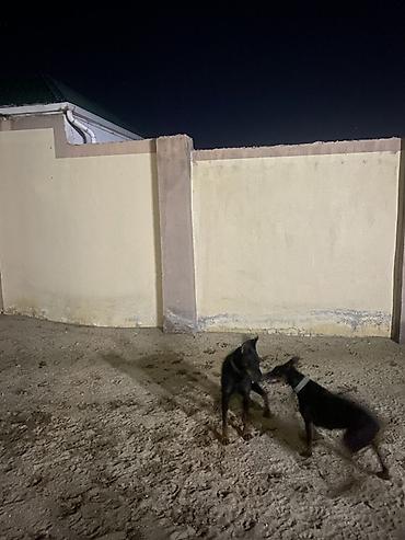 qurdbasar it: Doberman, 11 ay, Dişi, Ünvandan götürmə — 1