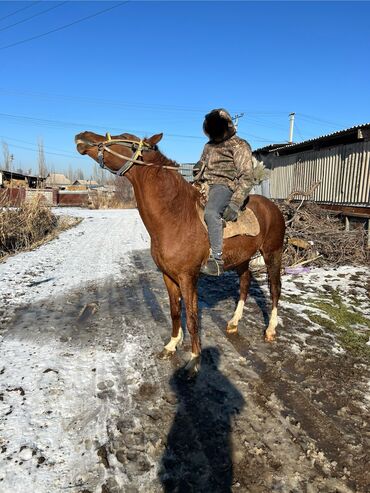 козулуу койлор сатылат: Продаю | Жеребец | Конный спорт, Для разведения, На забой | Осеменитель