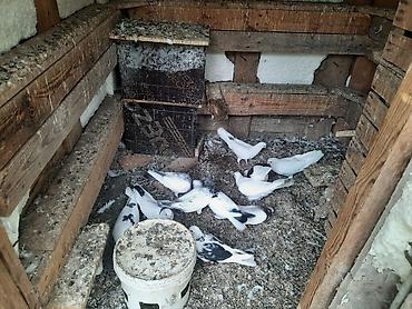 rhode island red: Əla quşlar satılır 
komu 60 manat — 1