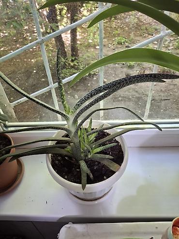 ниже: Суккулент Гастерия (Gasteria), взрослое растение в пластиковом — 1
