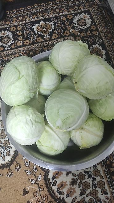 дойки ко: Капуста Белокочанная — 1