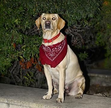 dişi labrador: Labrador-retriver, 6 il, Dişi — 3