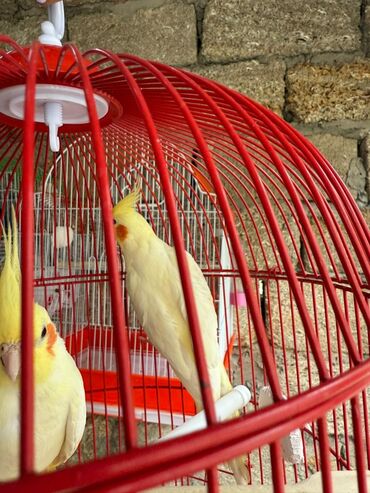 Tutuquşları: Qəfəs qarisiq 200 Azn əl qusudu cuttuler əldə gəzən quslardi real