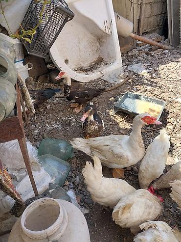 quşlar: 2 erkek 2 dişi ördək.4 bala, balanın 3 ü erkek 1i,dişi.toplam 100azn — 10