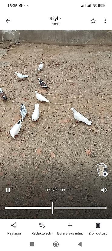 goyerçinler: 15hryvandir tam sağlam heyvanlardır hoptavoy 5manatdan tek tek — 4
