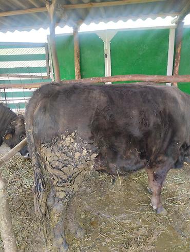 Другие животные: Другие животные — 8