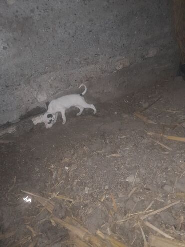 собаки карабалта: Тайган, 1 месяц, Самка