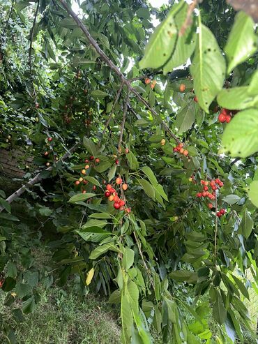 Meyvə və giləmeyvə: Salam Quba rayonunda Dağlı kəndinde 'Qırmızı qesebe' -nin üst — 2