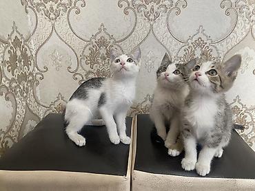 Животные: Домашние котята прирученные привыкли к людям хорошим и ответственным — 2
