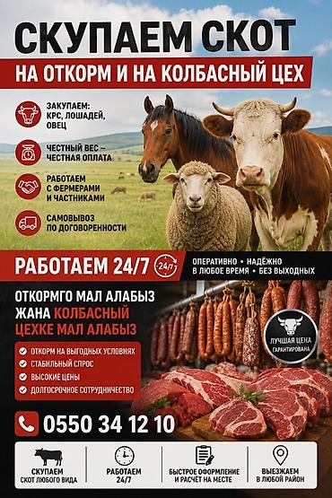 быки куплю: Колбасный цех : Лошади, кони, Коровы, быки, | Круглосуточно — 1