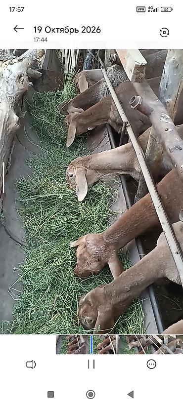 кора купить: Продаю | Ягненок — 4