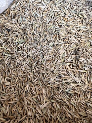 газонная трава цена за 1 кг бишкек: Семена и саженцы Овса, Самовывоз