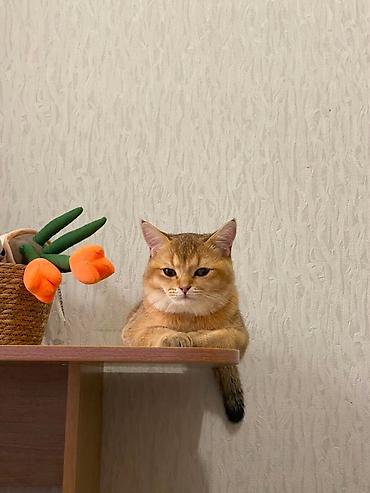вязка кошка: Вязка: Скотиш Страйт (Шотландская прямоухая), Мальчик, 1 год, Проглистована, С документами, С прививками, Золотая шиншилла — 2