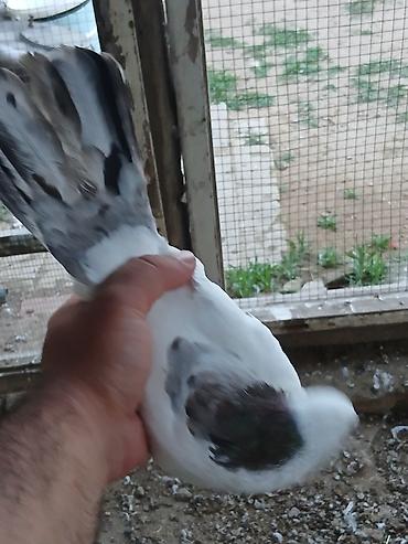 qus yuvalari: Əbreş boynu güllü ərkeydi tutulmadı sol qanadnın altında zilonkası var — 5