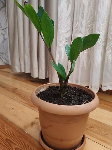 dibcək gul: Zamiokulkas (ZZ plant) – dekorativ ev bitkisi - Növ: Zamioculcas — 4
