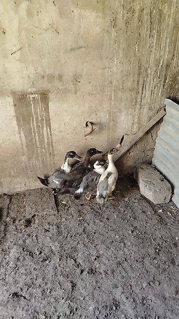 goyercin satişi baki: Muscovy ördək balaları (indooutka) – bir qrup cavan ördək. - Rənglər — 3