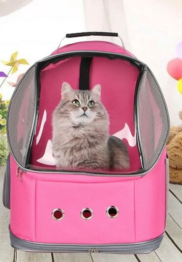 Pişiklər: Erkək, Dişi -da lalafo.az — 6 Pişiklər: Erkək, Dişi — 6