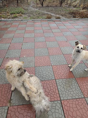 Продажа собак: 7 месяцев, Самец at lalafo.kg — 12 Продажа собак: 7 месяцев, Самец — 12