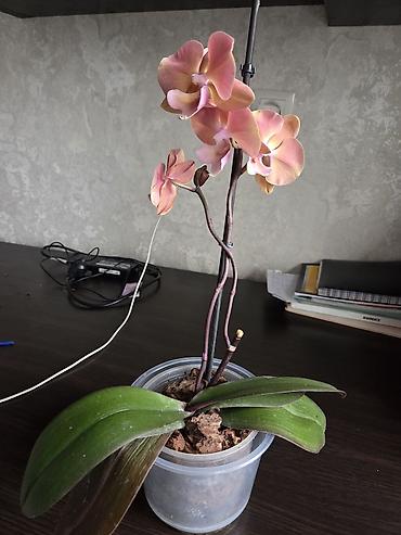 Декабристы: Зигокактус (рождественник, шлюмбергера) штамбовой формы в горшке. - — 15