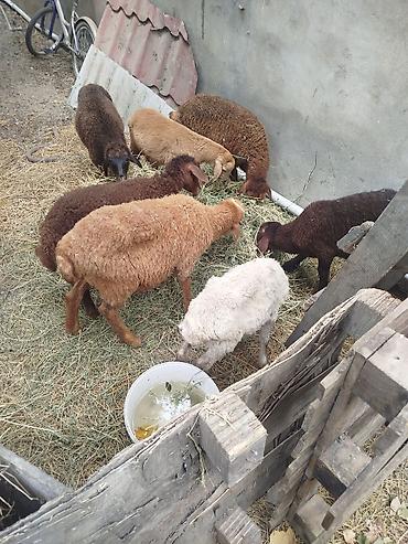 pekines ağ: Satış üçün quzu/qoyun sürüsü - Şəkillərdə müxtəlif rəngdə (ağ — 1