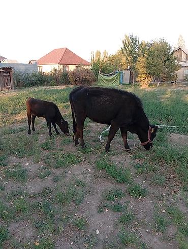 стельный корова: Продаю | Корова (самка) | Для молока | После отела — 4